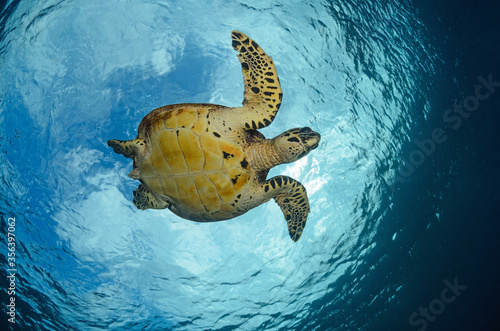 hawksbill turtle
 photo