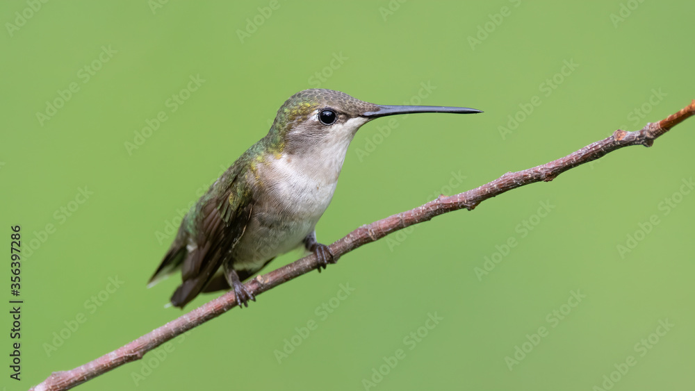 Fototapeta premium Ruby-throated Hummnigbird