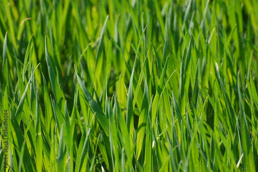 Green grass background Green grass background
