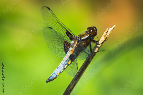 Broad-Bodied Chaser Dragonfly perched on a Branch © Jan