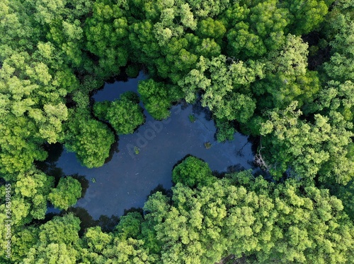 Aerial view of mangrove forest 