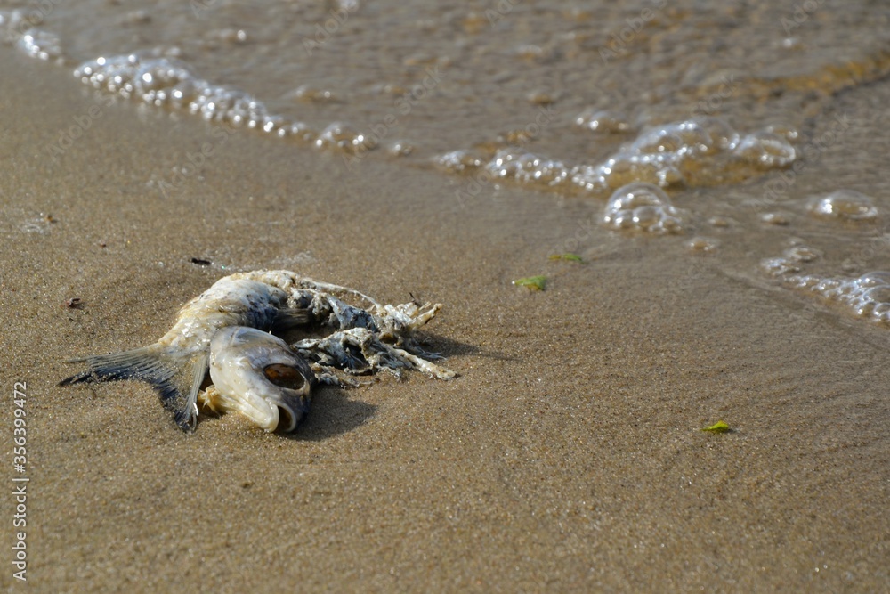 Body of death fish on the beach, sea or ocean pollution concept, copy space. Seath fish on a river side. Ecological problem of environmental pollution Body of death fish on the beach, sea or ocean pollution concept, copy space. Seath fish on a river side. Ecological problem of environmental pollution