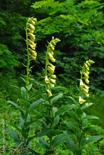 Großblütiger Fingerhut, Digitalis grandiflora, big-flowered foxglove photo