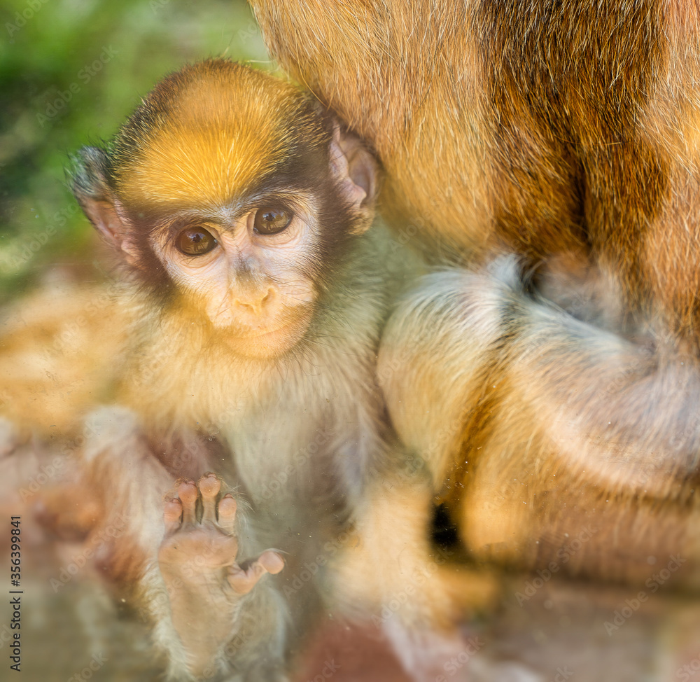 Obraz premium hussar. shooting through glass. children of red monkey in zoo