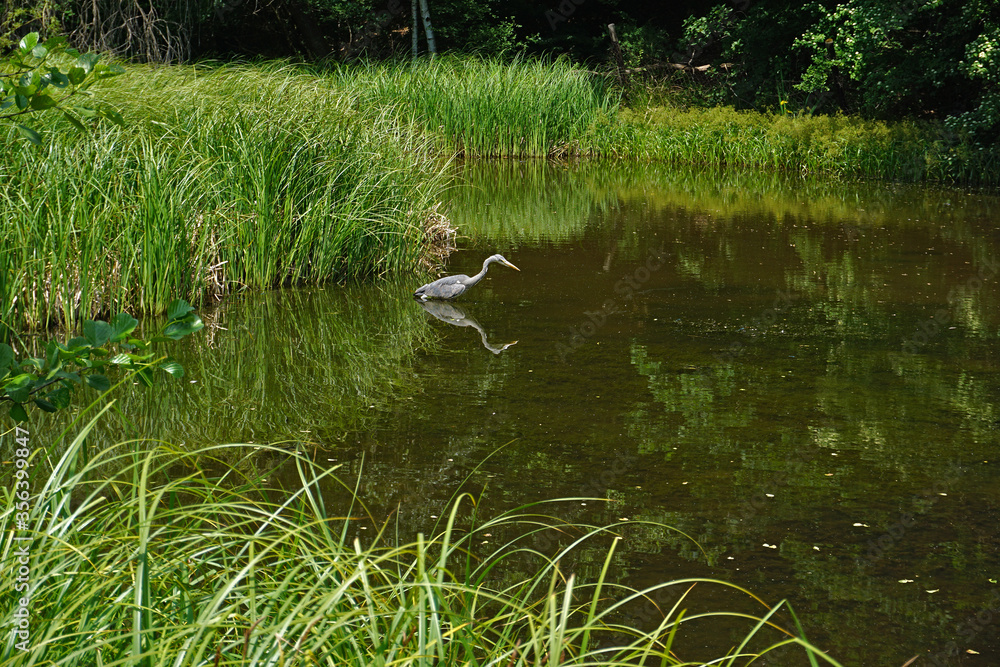 Graureiher, Ardea cinerea, grey heron, an einem Teich im Schönbuch Baden Württemberg, Deuschland Graureiher, Ardea cinerea, grey heron, an einem Teich im Schönbuch Baden Württemberg, Deuschland
