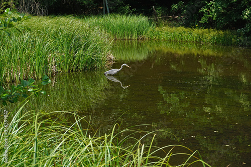 Graureiher  Ardea cinerea  grey heron  an einem Teich im Sch  nbuch Baden W  rttemberg  Deuschland