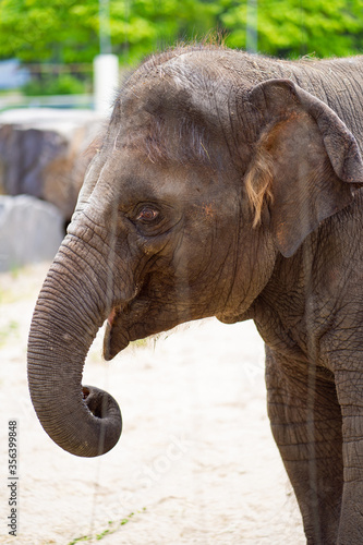 baby elephant at the zoo. head close up