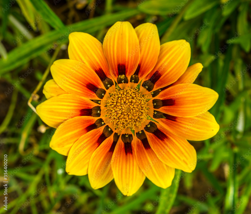 Flower for postcard beauty decoration Flower for postcard beauty decoration