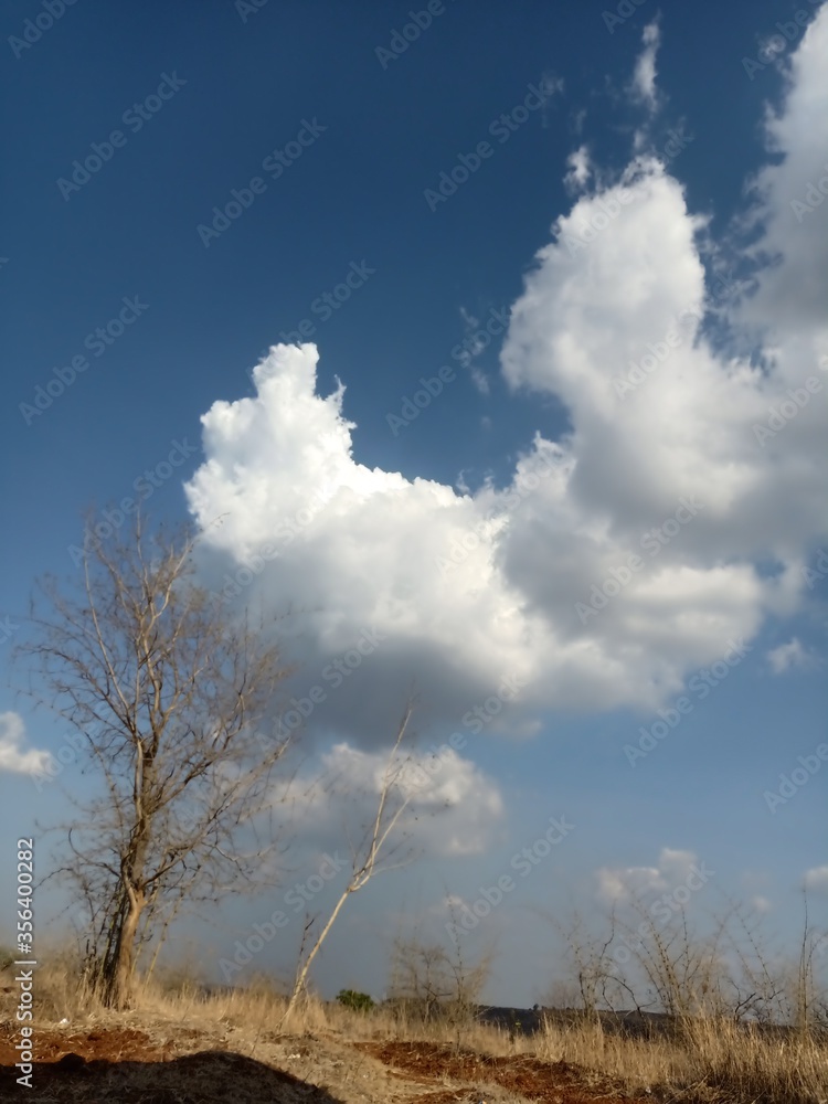 Obraz premium dead tree in the field