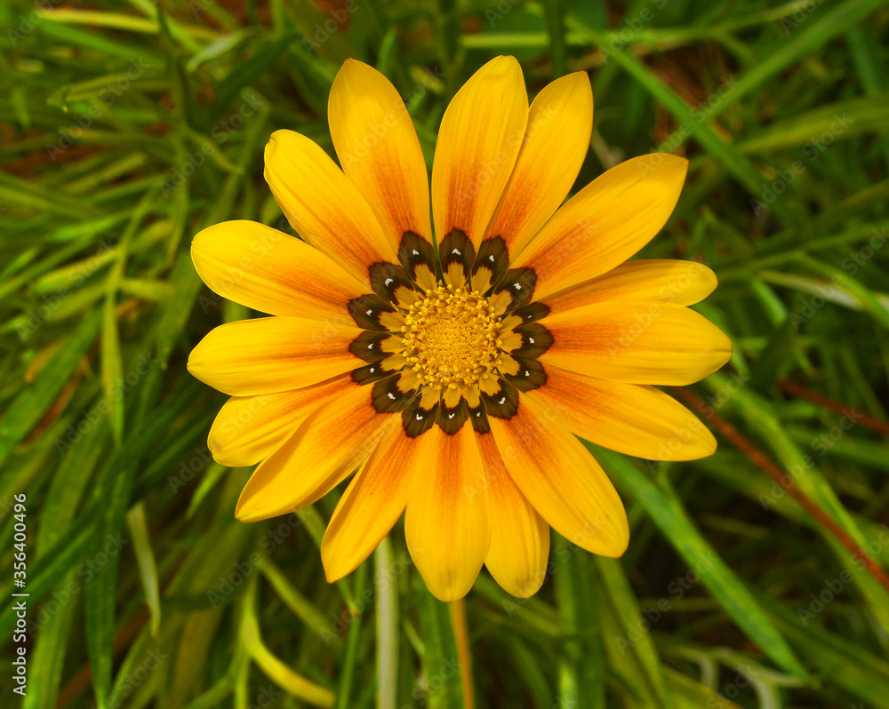 Flower for postcard beauty decoration Flower for postcard beauty decoration