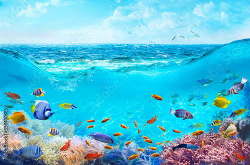 Fototapeta Naklejka Na Ścianę i Meble -  Colorful tropical fish in coastal waters. Animals of the underwater sea world. Life in a coral reef. Ecosystem.