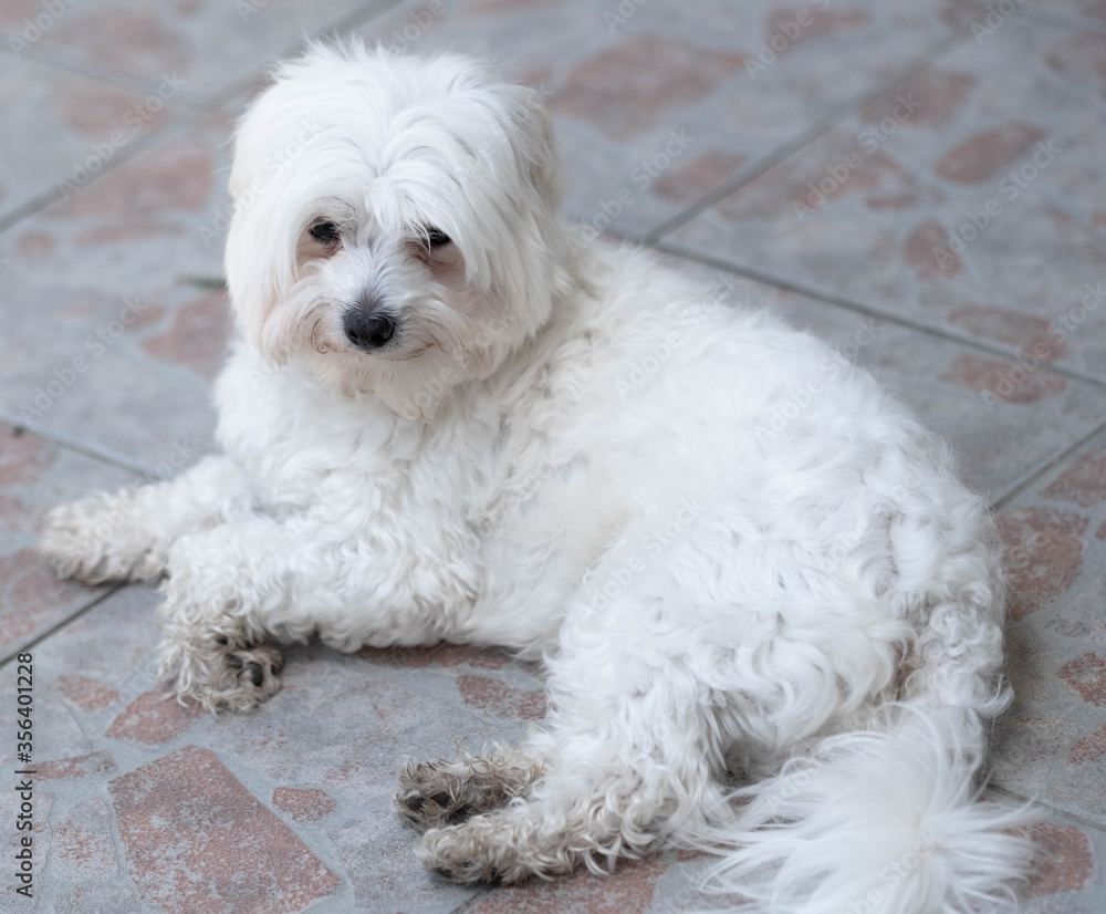 Portrait of maltese dog. Cute maltese dog. Portrait of maltese dog. Cute maltese dog.