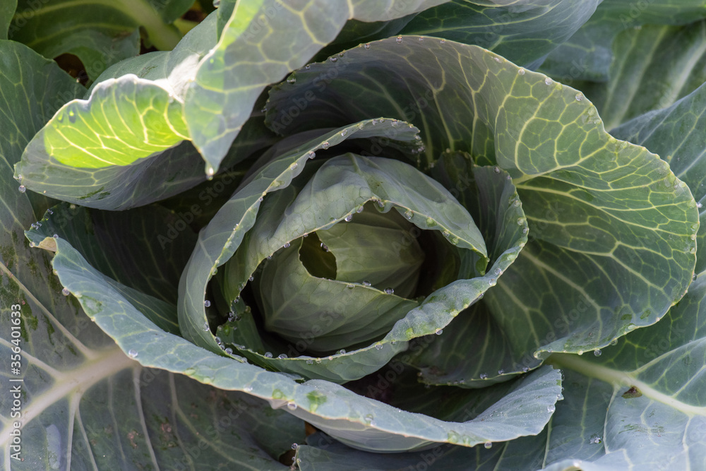 Obraz premium Looking down on a cabbage plant with morning dew on it.