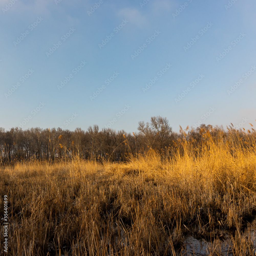 Into the clearing (the silent swamp) Into the clearing (the silent swamp)