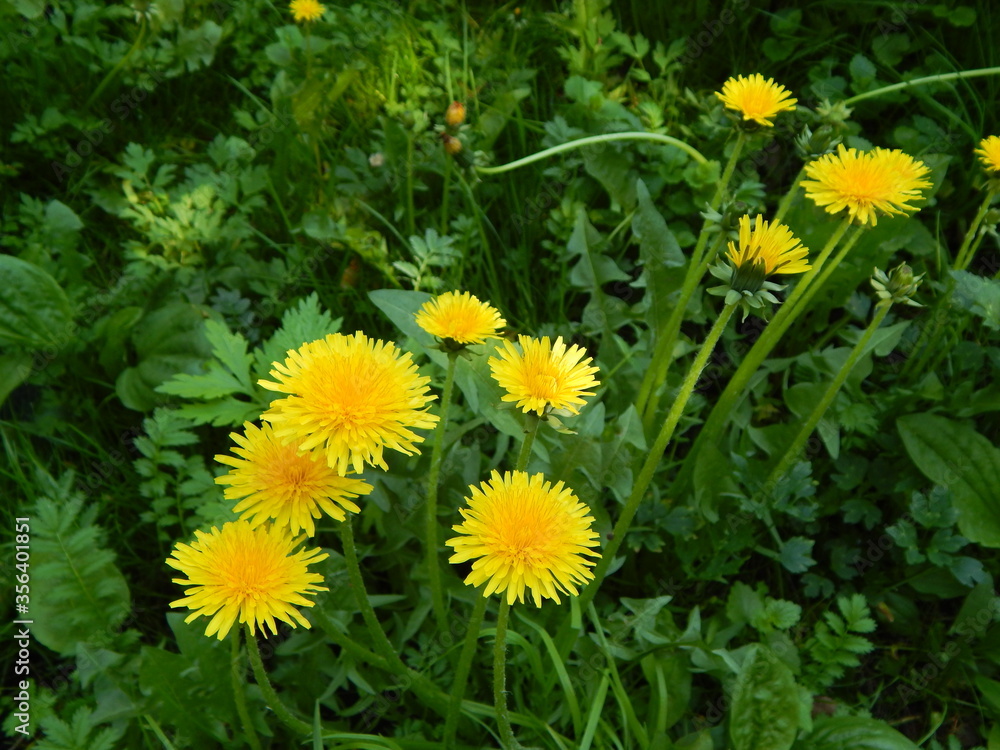 A few yellow dandelions in the green grass A few yellow dandelions in the green grass