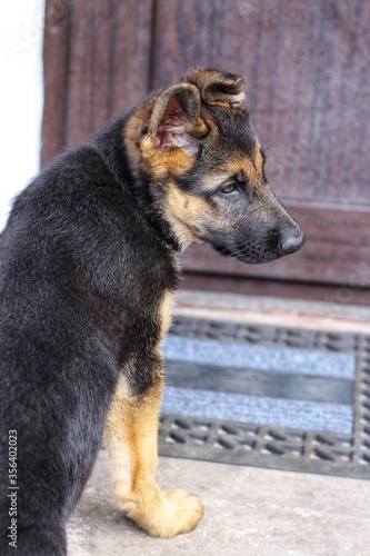 German shepherd puppy portrait from the back