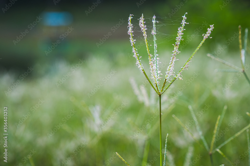 field of grass flowers, pink flowers, field background, flowers background