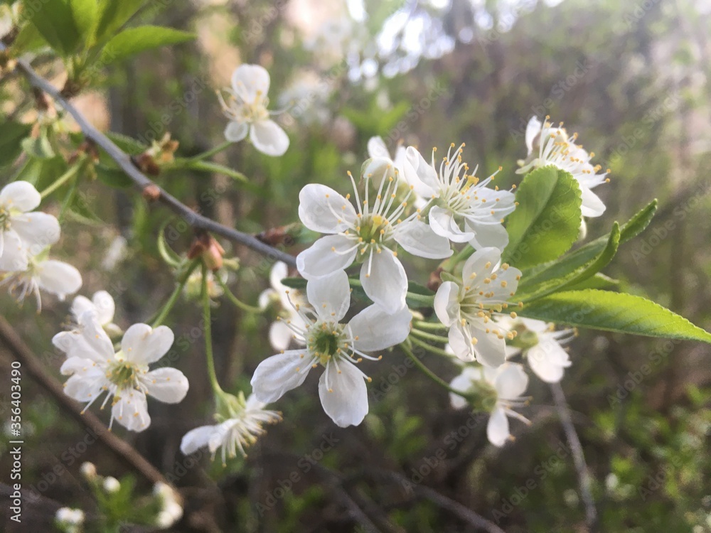 apple tree blossom apple tree blossom