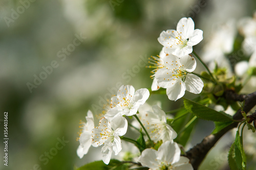 cherry flowers close-up on a light green background