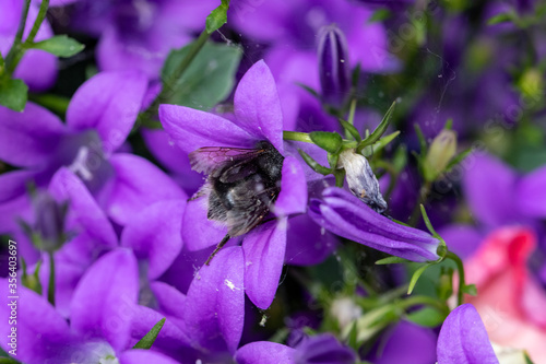 Baummhummel in Blüte mit Bokeh