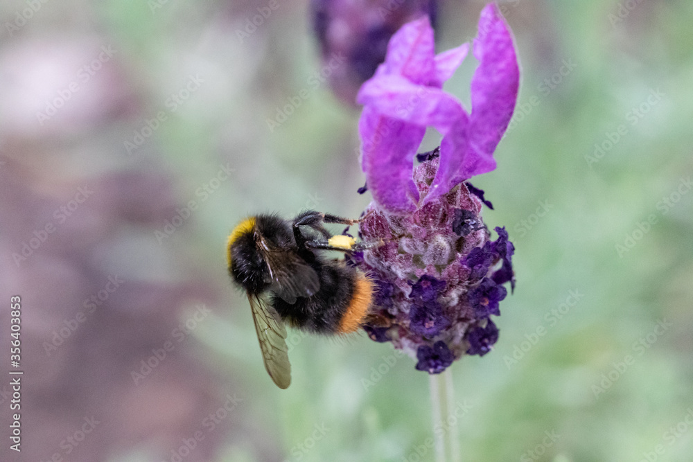 Wiesenhummel auf Lavendel von hinten oben Wiesenhummel auf Lavendel von hinten oben