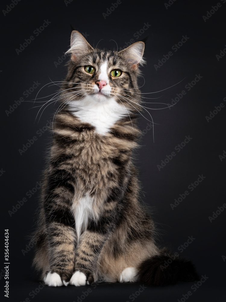 Majestic young adult black tabby blotched Norwegian Forestcat, sitting facing front. Looking curious straight to camera with yellow / green eyes. Isolated on a black background. Majestic young adult black tabby blotched Norwegian Forestcat, sitting facing front. Looking curious straight to camera with yellow / green eyes. Isolated on a black background.