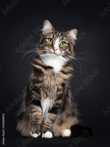 Majestic young adult black tabby blotched Norwegian Forestcat, sitting facing front. Looking curious straight to camera with yellow / green eyes. Isolated on a black background.   © Nynke