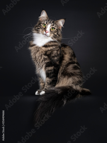 Majestic young adult black tabby blotched Norwegian Forestcat, sitting side ways on edge. Looking curious beside camera with yellow / green eyes. Isolated on a black background. 