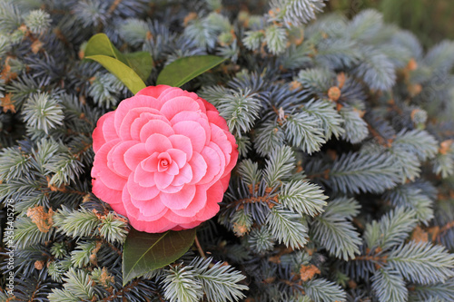 Bilde på lerret camelia flor rosa aislada sobre ramas de pino 4M0A0907-as20