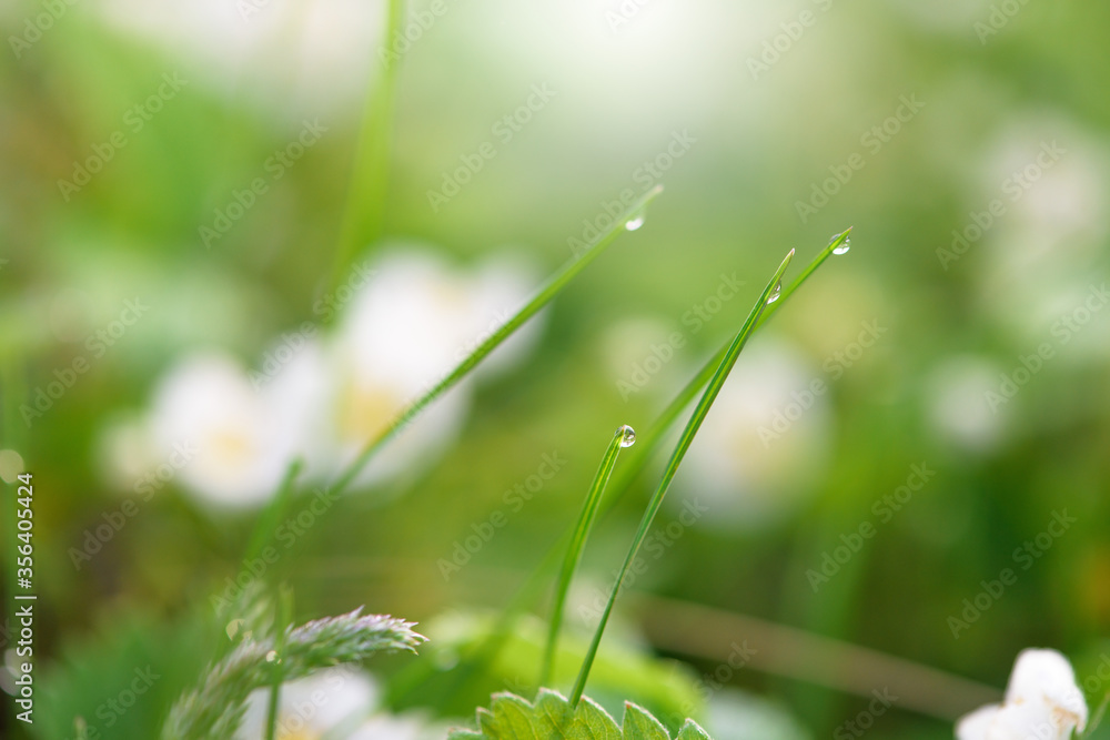 wild strawberry flower bushes in morning dew drops, bokeh on a green background with flowers, abstract background image. close-up of a blooming strawberry field. wild blooming flora wild strawberry flower bushes in morning dew drops, bokeh on a green background with flowers, abstract background image. close-up of a blooming strawberry field. wild blooming flora