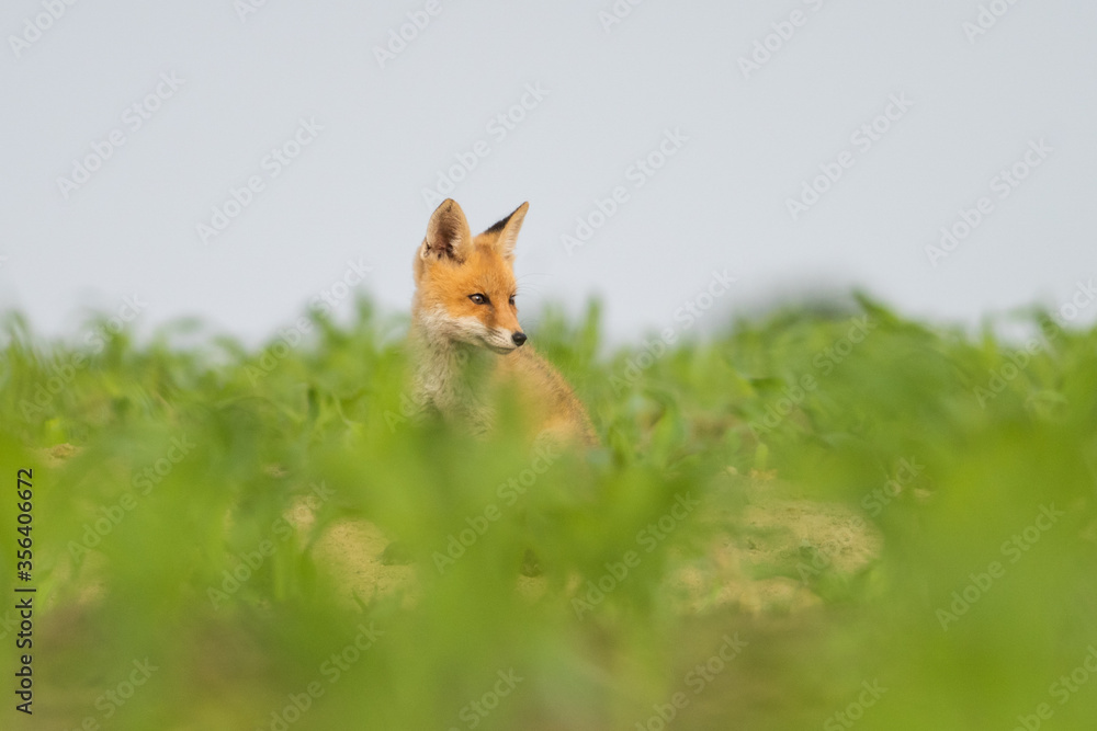 Fototapeta premium Red fox youngster sitting in the field.