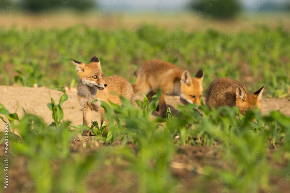 Group of red fox youngsters eating meat in the field.
