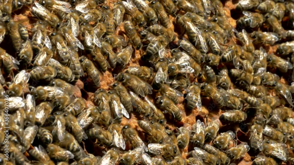 Bees crawl on honeycombs. Bees work in the hive. Apiary closeup. Honey production. Bees crawl on honeycombs. Bees work in the hive. Apiary closeup. Honey production.