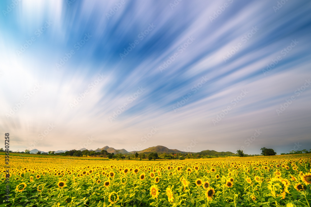 blooming sunflower field with cloud flowing motion on background with copy space