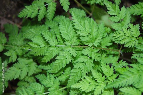 The leaves of the Cow Parsley or wild chervil. 