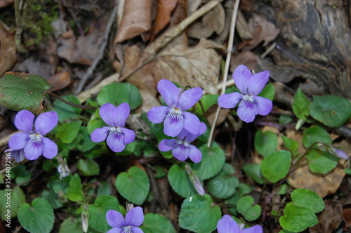 The common Dog Violet found near Uttoxeter in England. 