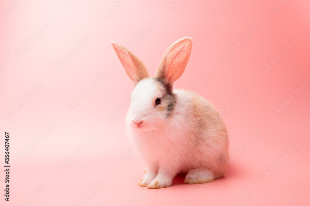 Fototapeta premium Little white and brown rabbit sitting on isolated pink or old rose background at studio. It's small mammals in the family Leporidae of the order Lagomorpha. Animal studio portrait.
