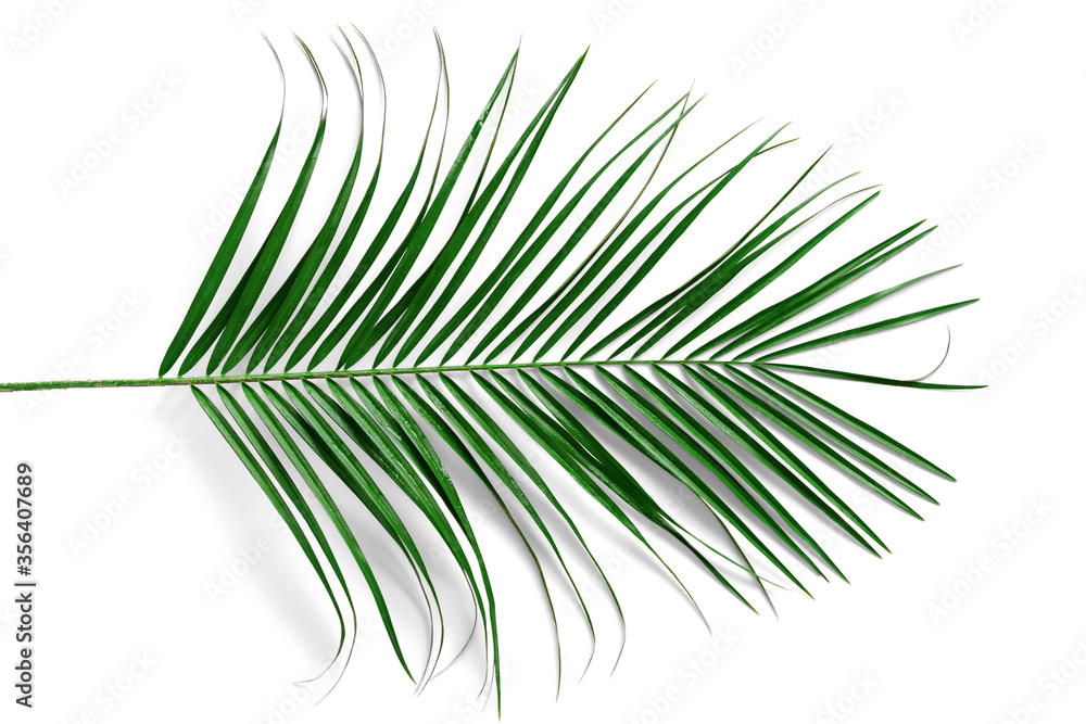 Fototapeta premium Green palm leaf isolated on white background close up.