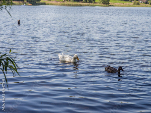 Unusual relationship between white domestic duck and mallard ducks on Pickmere lake, pickmere, cheshire, uk photo