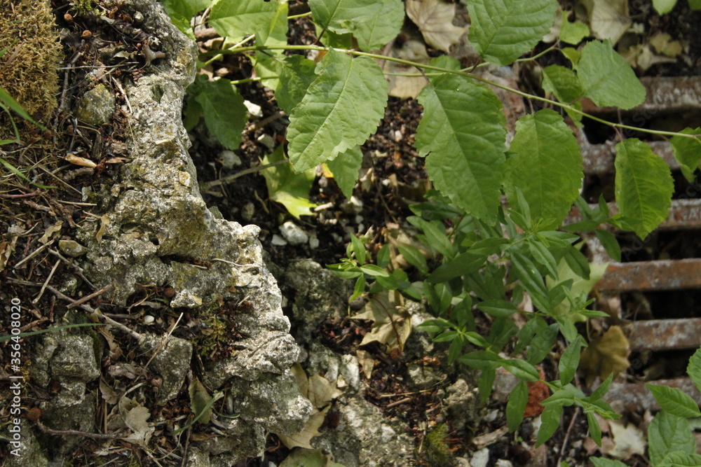 Fototapeta premium Natur vom Nahen