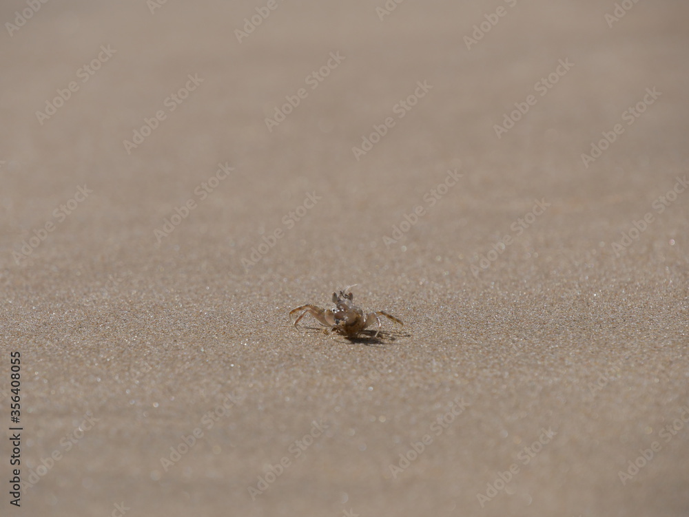 Little crab in the sand Little crab in the sand