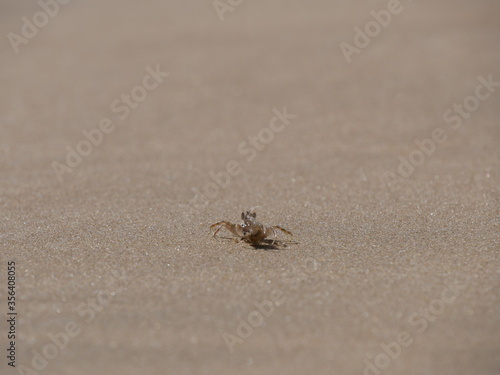 Little crab in the sand