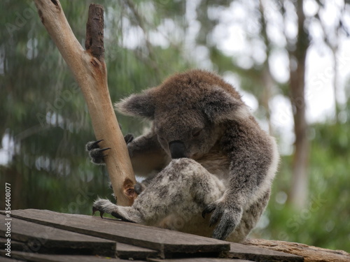 Canvas Print Koala relaxing in tree