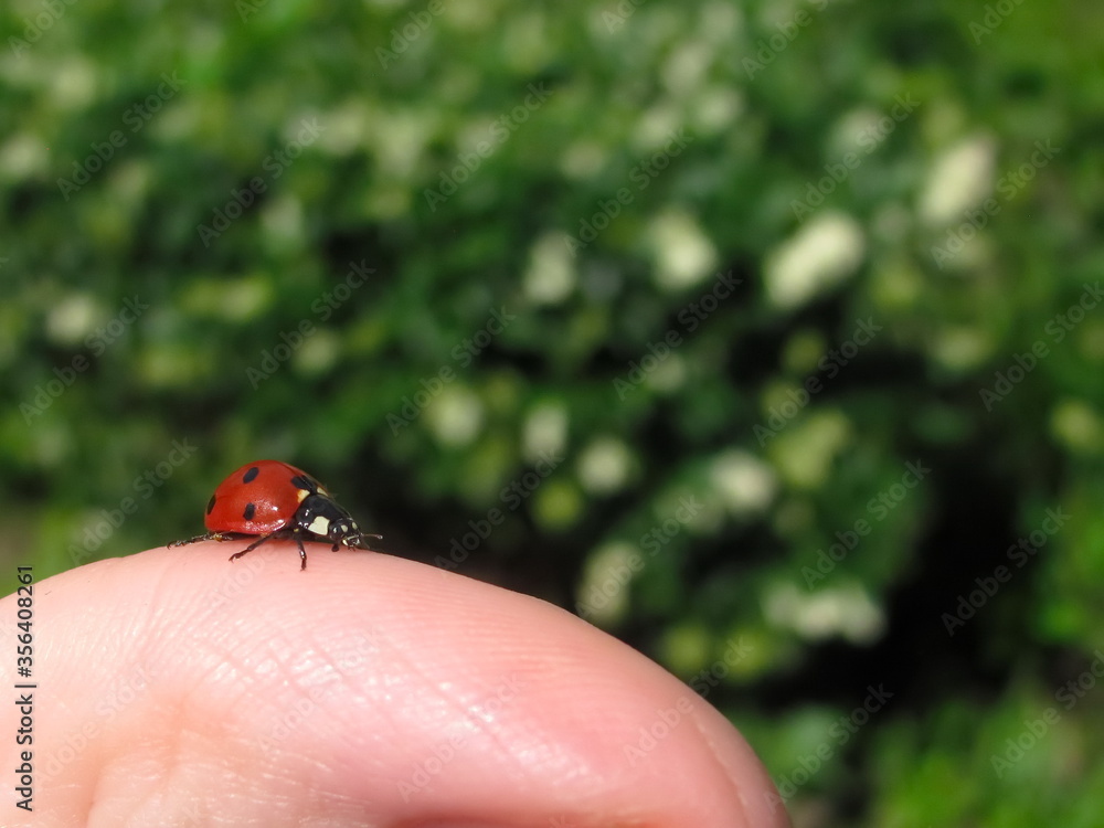 Ladybug on a finger close-up on a background of green foliage Ladybug on a finger close-up on a background of green foliage
