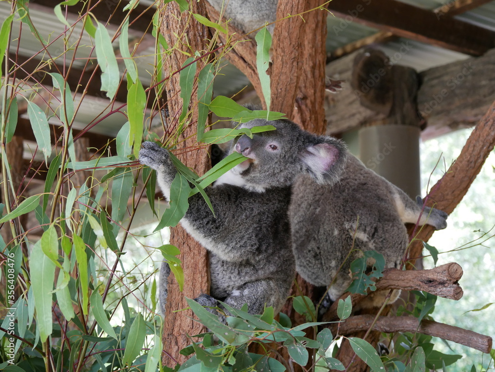 Obraz premium Koala eating leaves