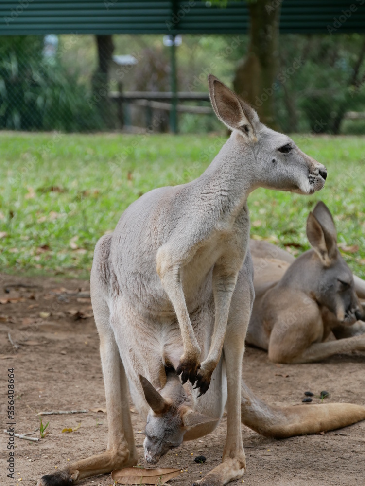 Mother kangaroo carrying joey