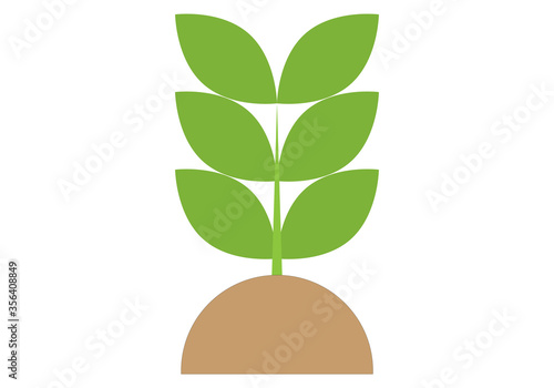 Brote de un árbol joven en fondo blanco.