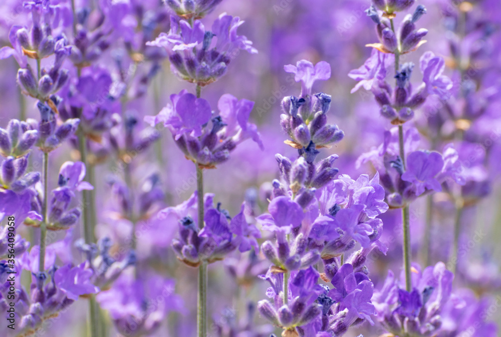 Delicate lavender flowers close-up on a blurry background of blooming purple flowers. Flowering lavender background. Summer floral background. Soft focus. Delicate lavender flowers close-up on a blurry background of blooming purple flowers. Flowering lavender background. Summer floral background. Soft focus.