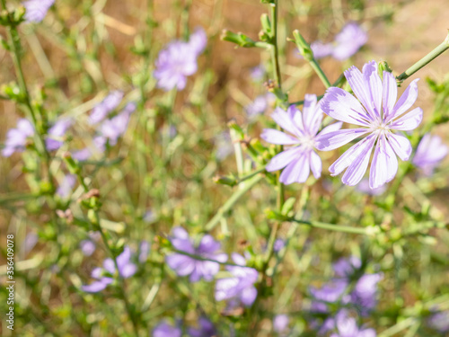 Macro view of a purple flower of a common chicory plant Cichorium intybus, endive surrounded by unfocused flowers of the same spice