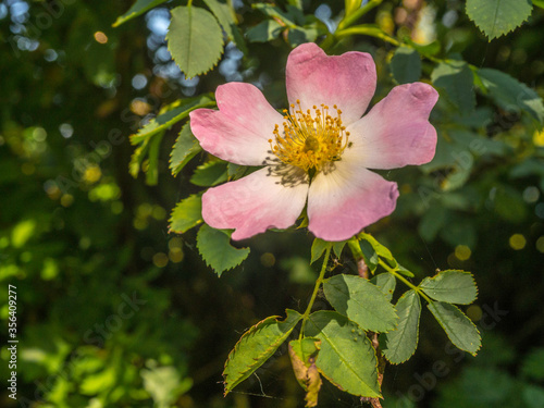 Wild dog rose in early sprintime at Pickmere, Knutsford, Cheshire, UK photo